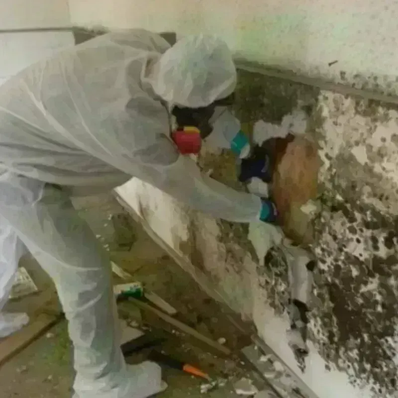 Mold Remediation and Removal in Parsons, KS